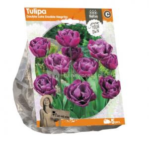 Baltus Tulipa Double Late Double Negrita tulpen bloembollen per 5 stuks